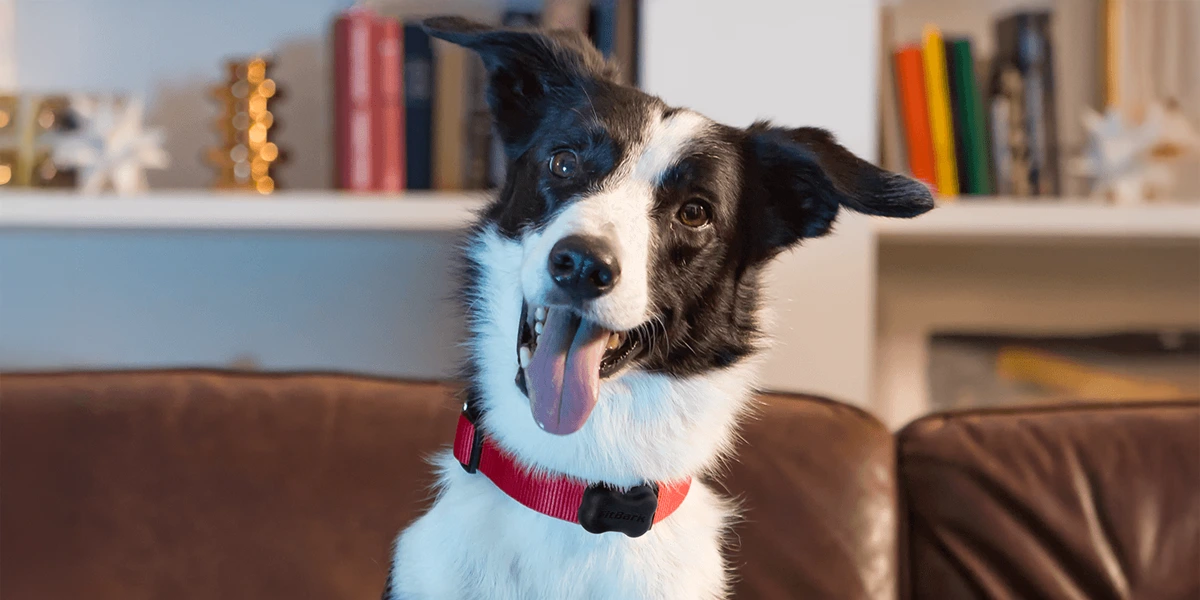 AI Devices for Pet Care